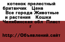 котенок прелестный британчик › Цена ­ 12 000 - Все города Животные и растения » Кошки   . Челябинская обл.,Пласт г.